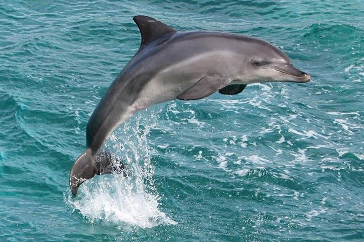 Waikoloa Catamaran Snorkel Sail Including Lunch - Photo 1 of 6